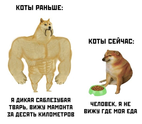 Мемы с собаками собаки раньше и сейчас