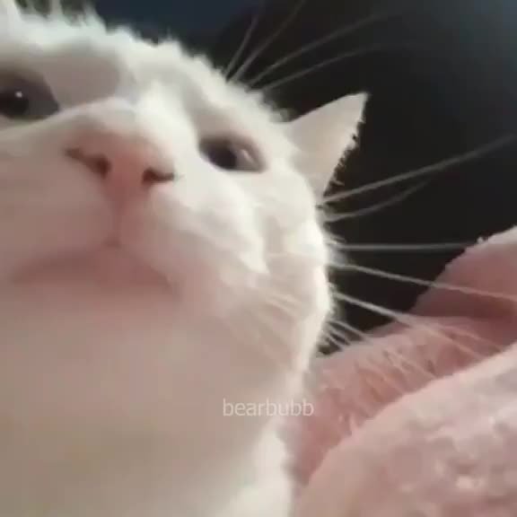 Кивающий кот