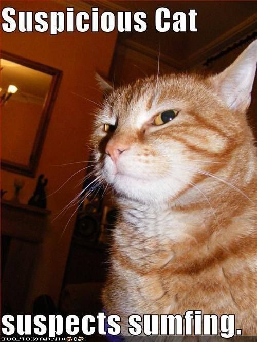 Подозрительный взгляд кота