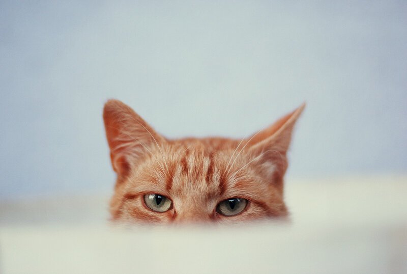 Подозрительный кот