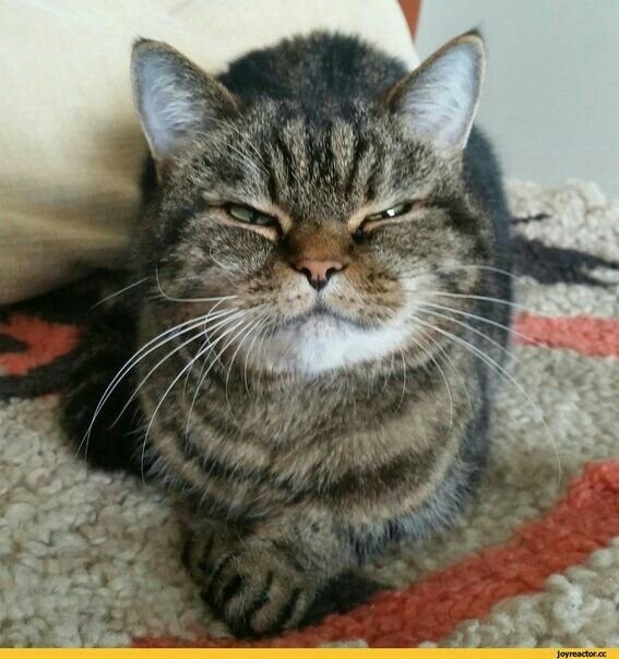 Подозрительный кот