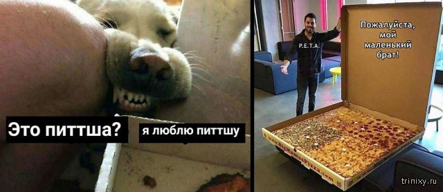 Пицца я люблю пиццу собака Мем