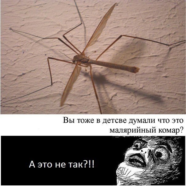 Комары мемы