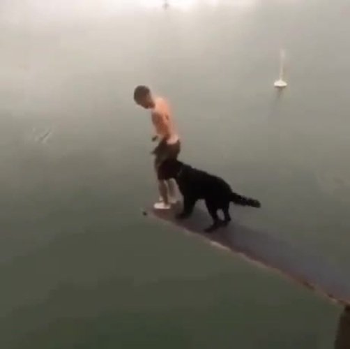 Собака упала в воду