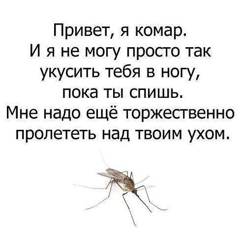 Комар картинка смешная