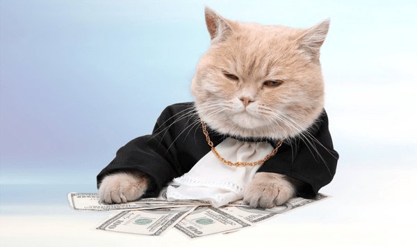 Кот бизнесмен