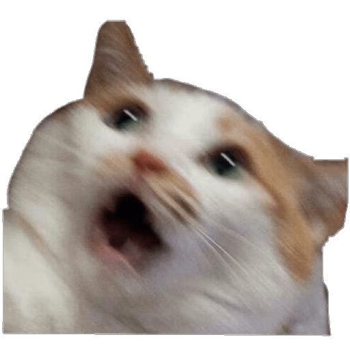 Кошки из мемов