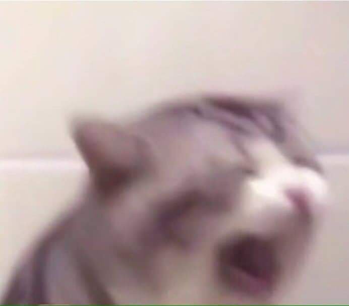 Кот двигает головой Мем