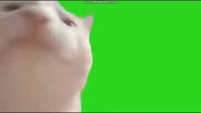 Котик хромакей