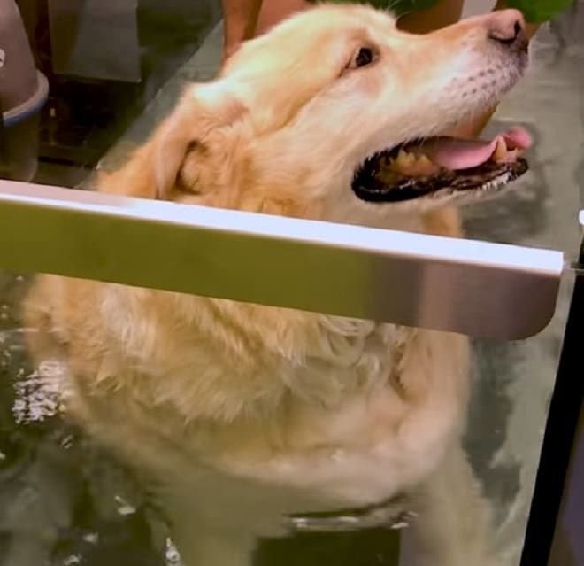 Техники самопомощи мокрый щенок