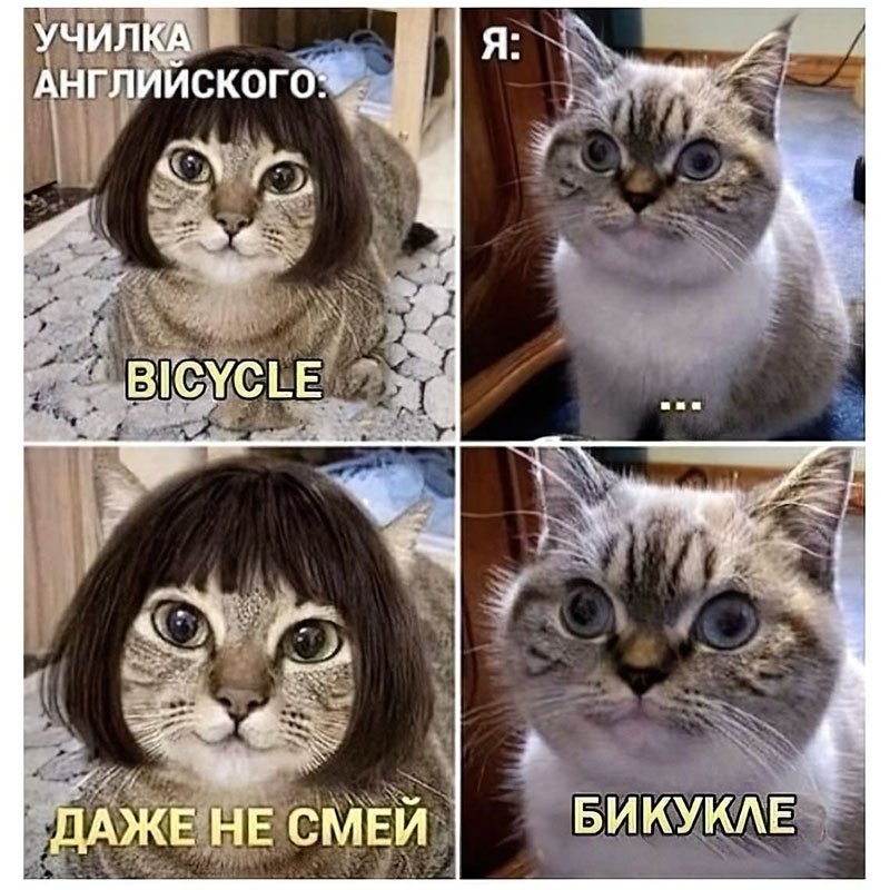 Мемы с кошками