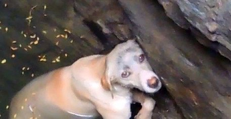 Собака упала в воду теперь она бульдог Мем