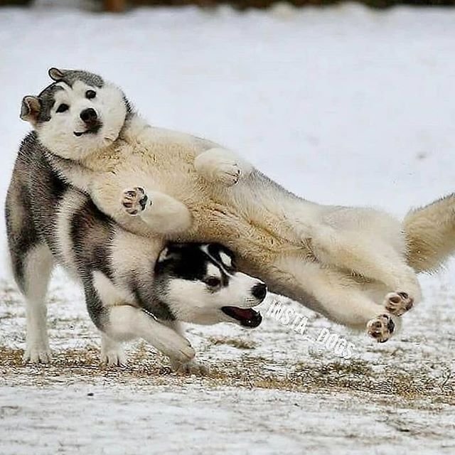 Хаски смешные