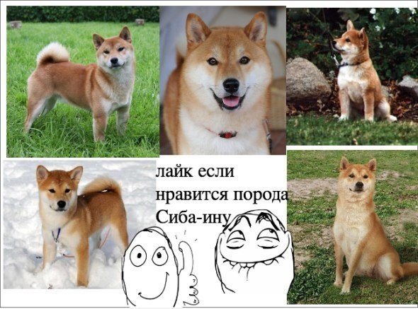 Акита ину мемы