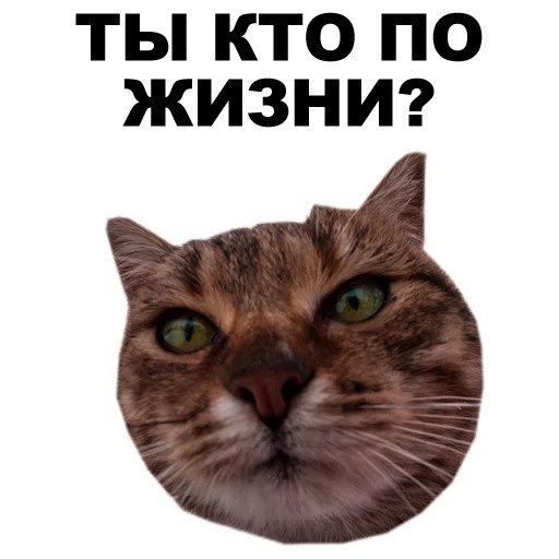 Стикеры с котами в телеграмме