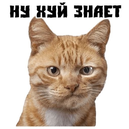 Удивленная морда кота