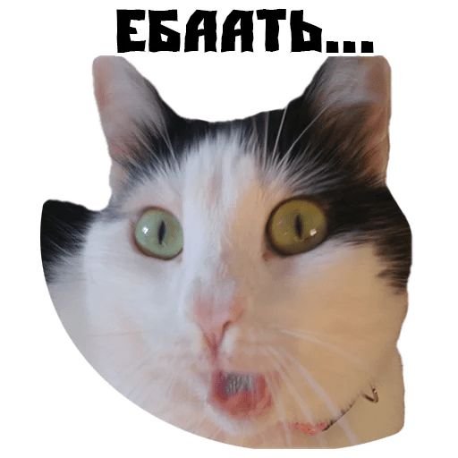 Смешные Стикеры с котами