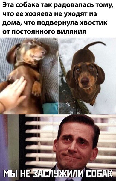 Мемы про собак раньше и сейчас