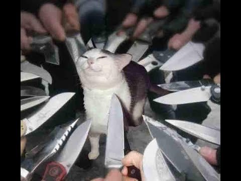 Кот с ножами вокруг