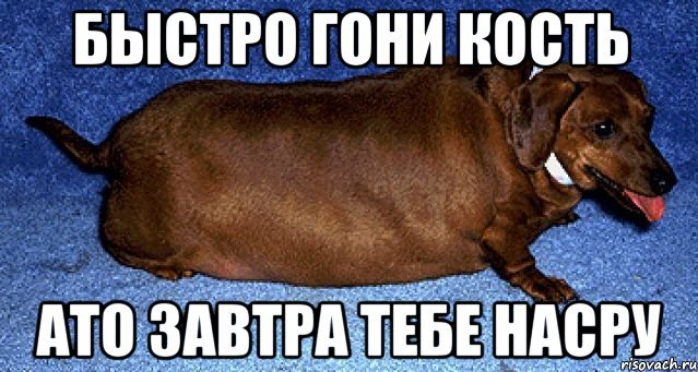 Собака сапожок