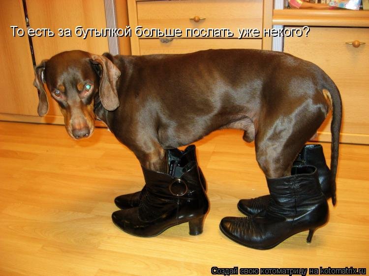 Сапоги для собак