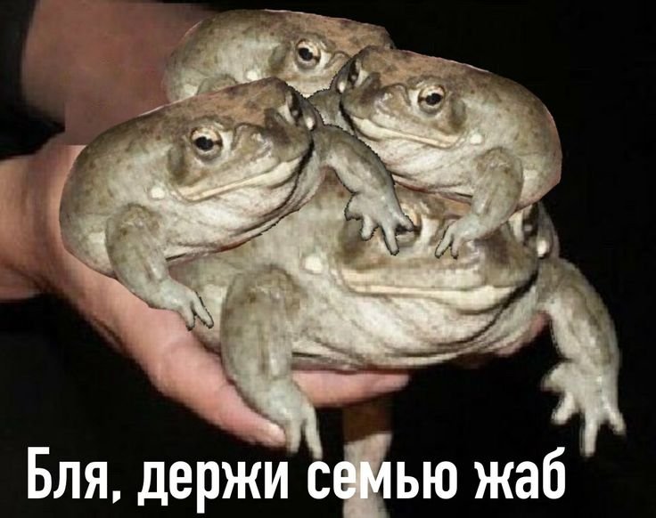 Держи жабу