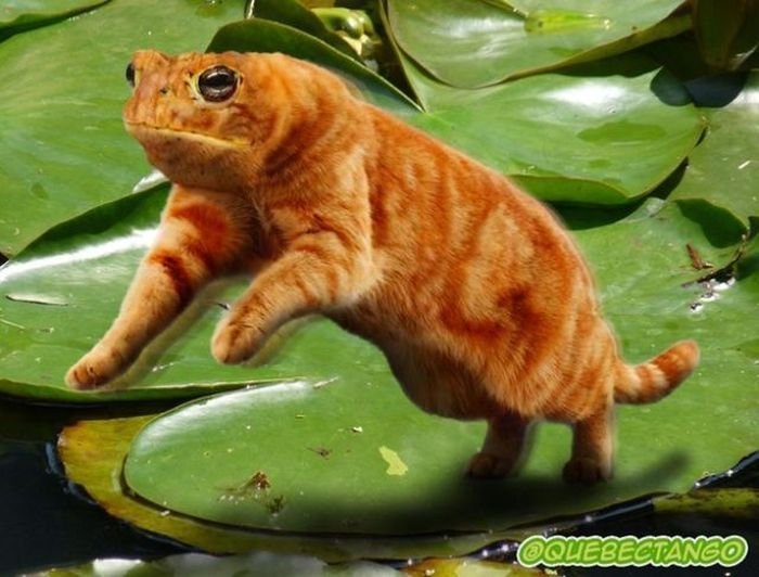 Кошка лягушка