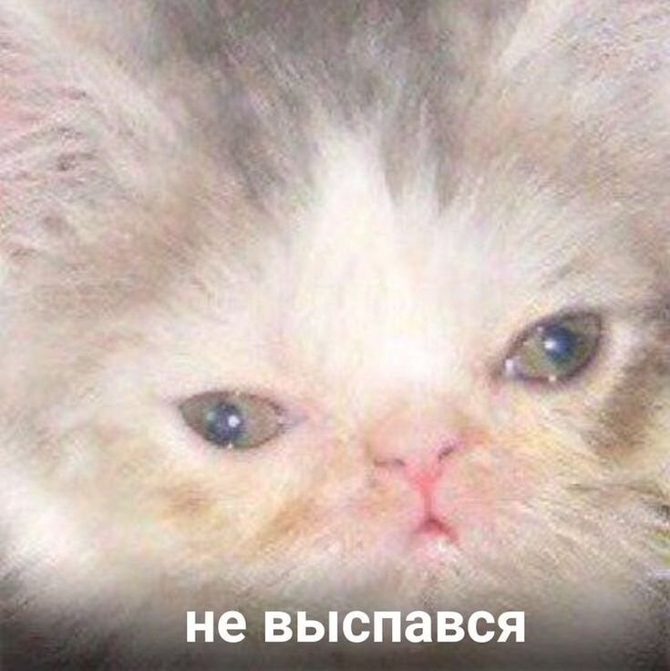 Кот не выспался