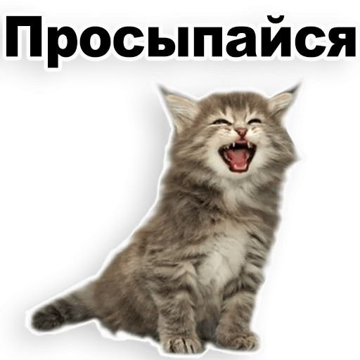 Стикеры котики мемы