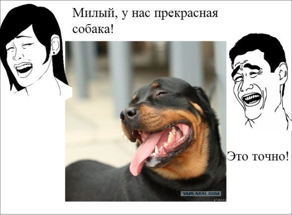 Собака Мем