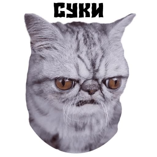 Смешные Стикеры с котами