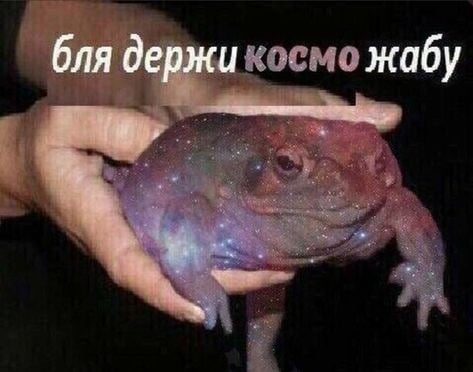 Держи жабу Мем