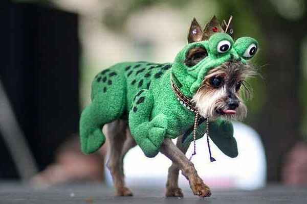 Собака в зеленом костюме