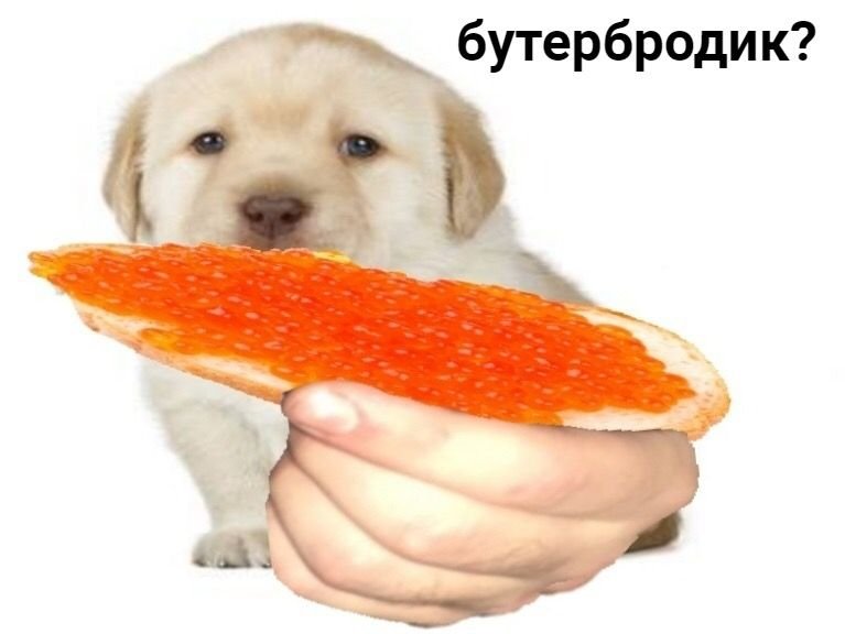 Буш бутербродик Мем с собакой