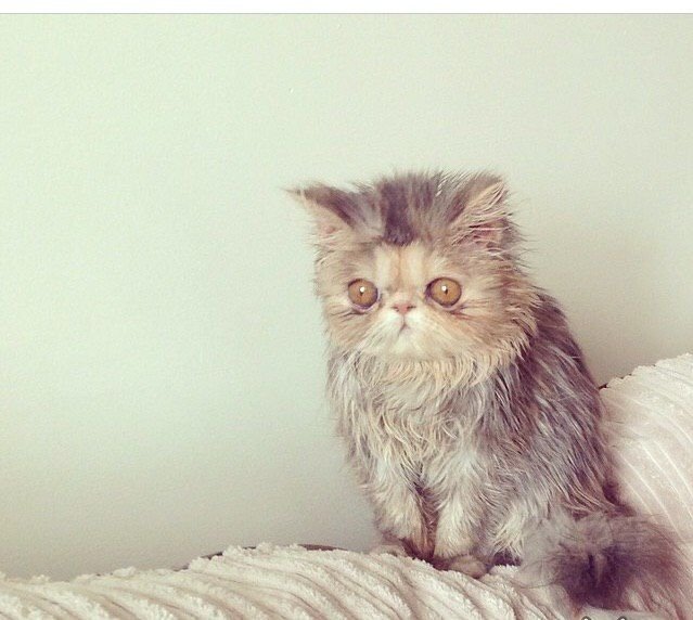 Котенок не выспался