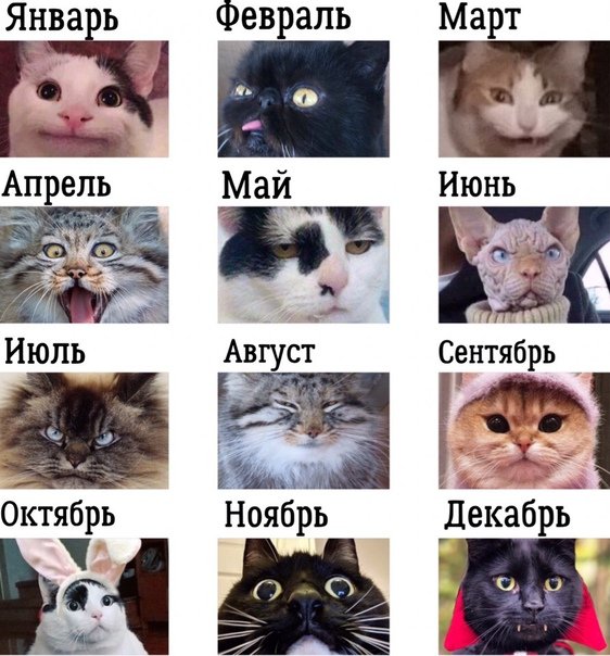 Кот гороскоп