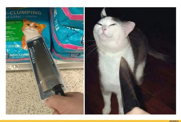 К коту приставили нож