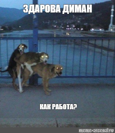 Собачья свадьба слиплись