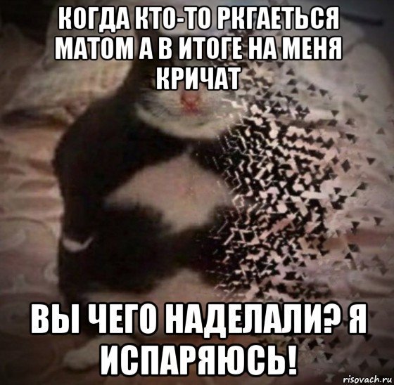 Ты чего наделал Мем с котом