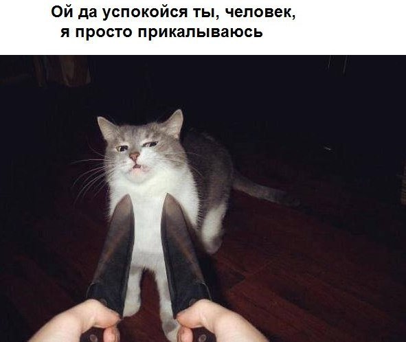 Кот с ножами вокруг