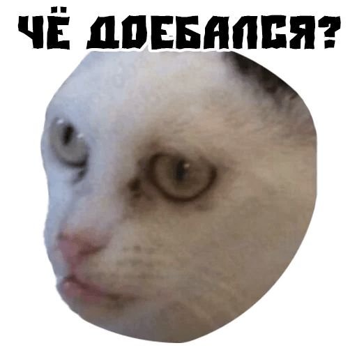 Стикеры котики мемы