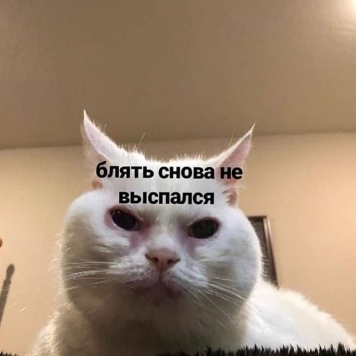 Кот не выспался Мем
