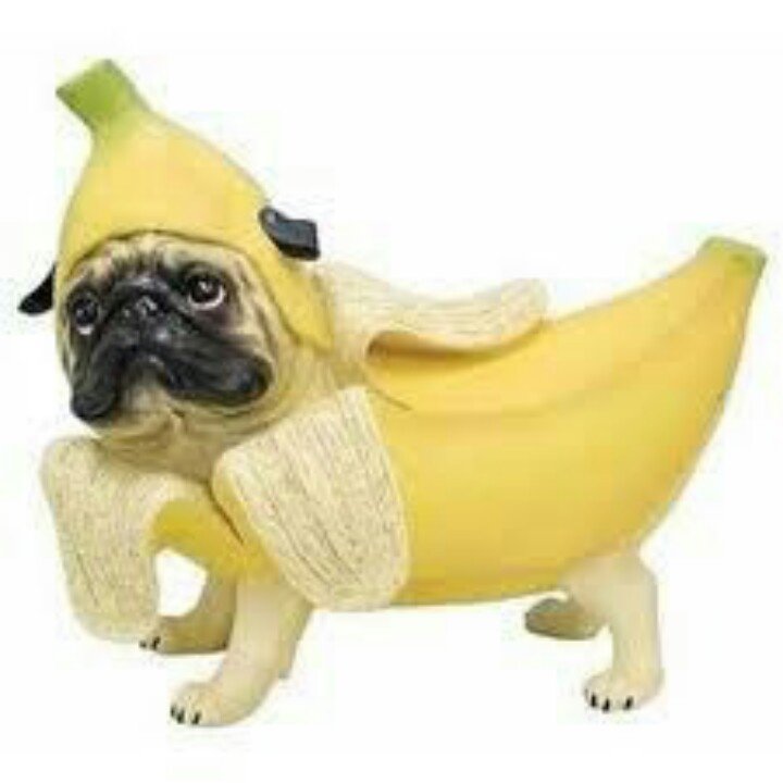 Собака в костюме банана