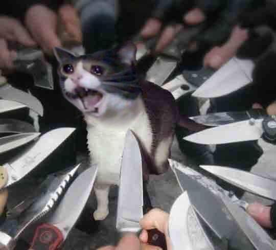 Коты с ножами