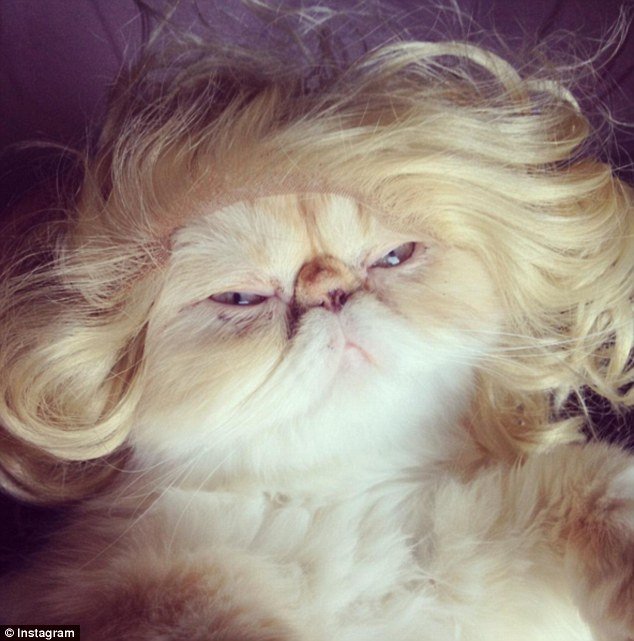 Кошка в парике блондинки