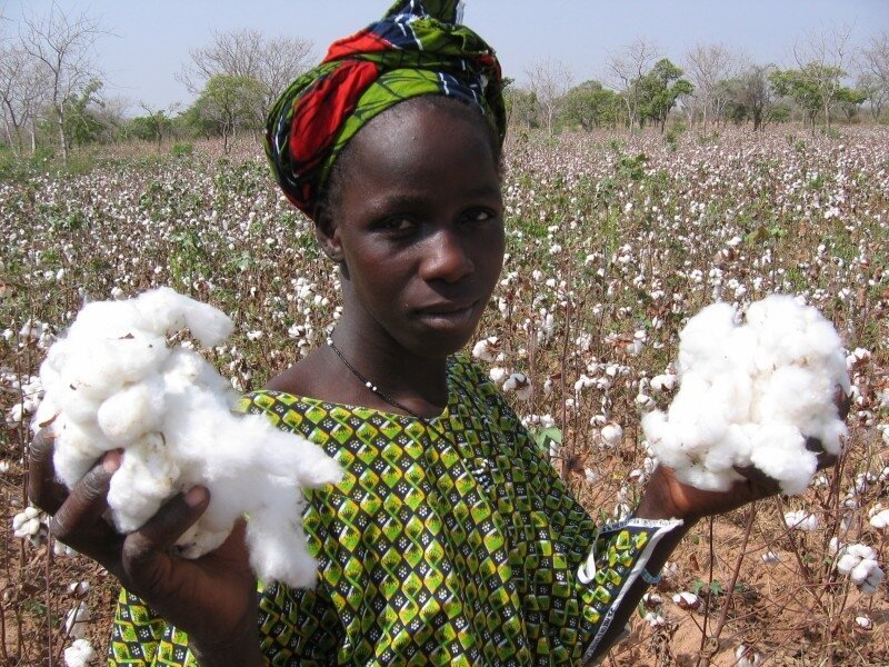 Негры собирают хлопок