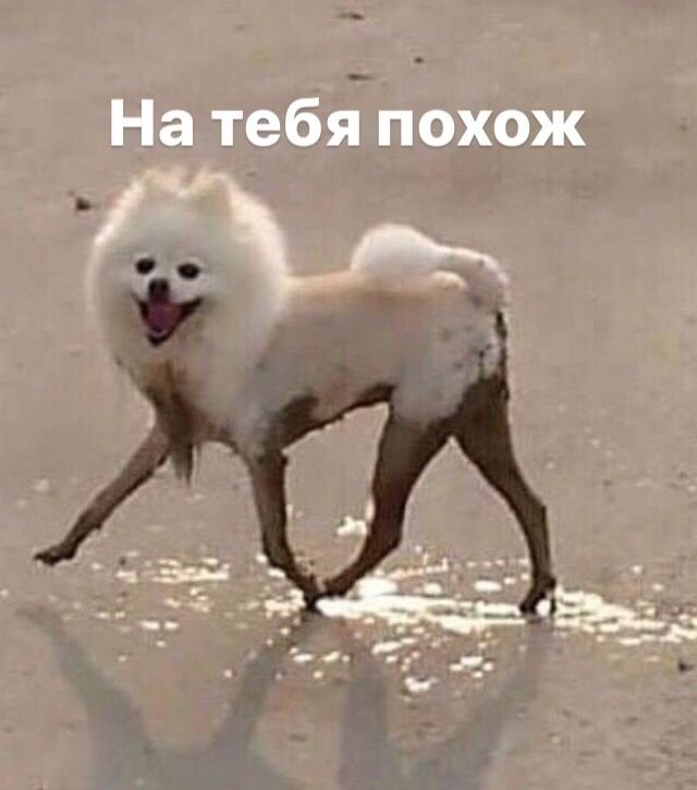 Грязный белый шпиц