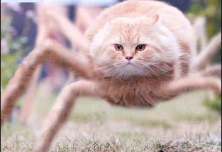 Летающие коты