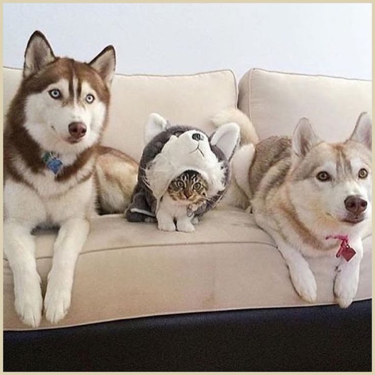 Собака хаски