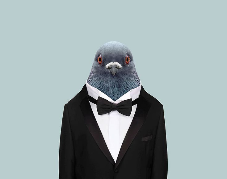 Костюм голубя